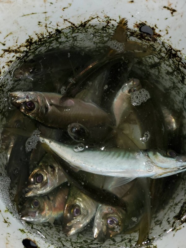 釣果写真