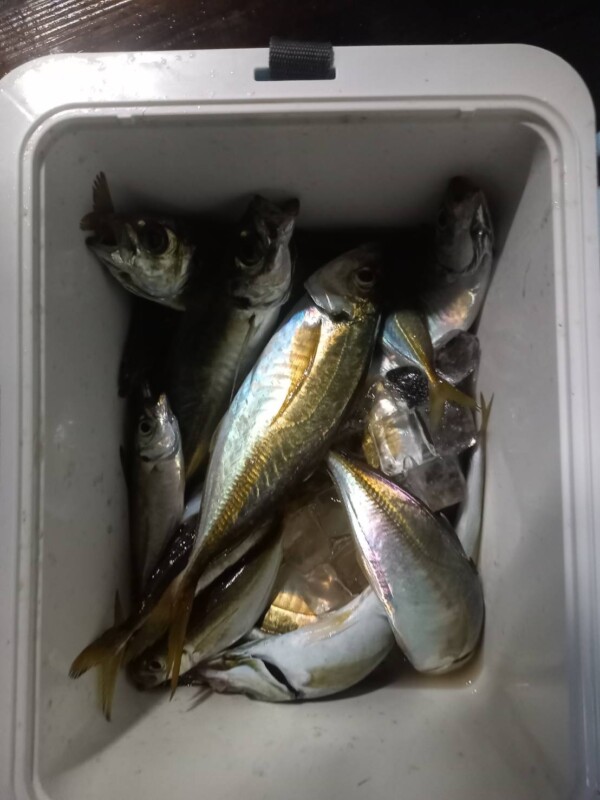 釣果写真