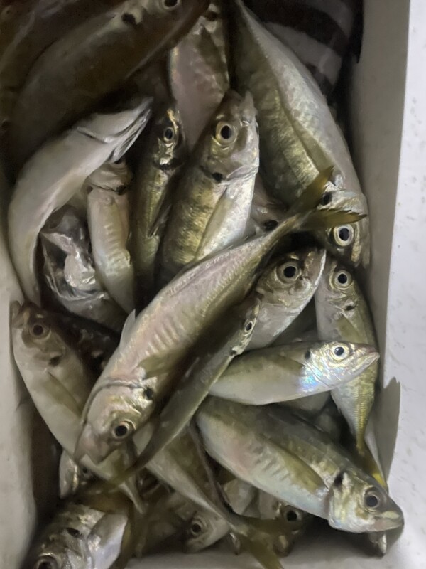 釣果写真