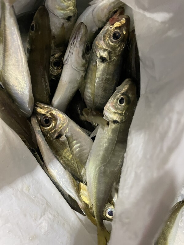 釣果写真