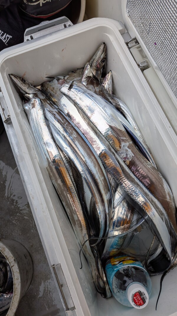釣果写真
