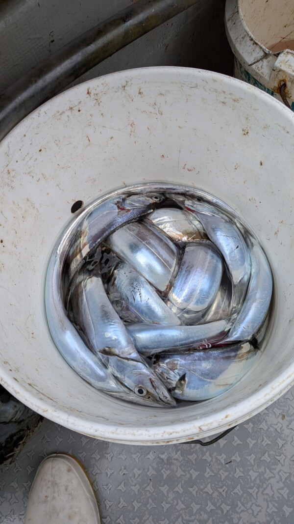 釣果写真