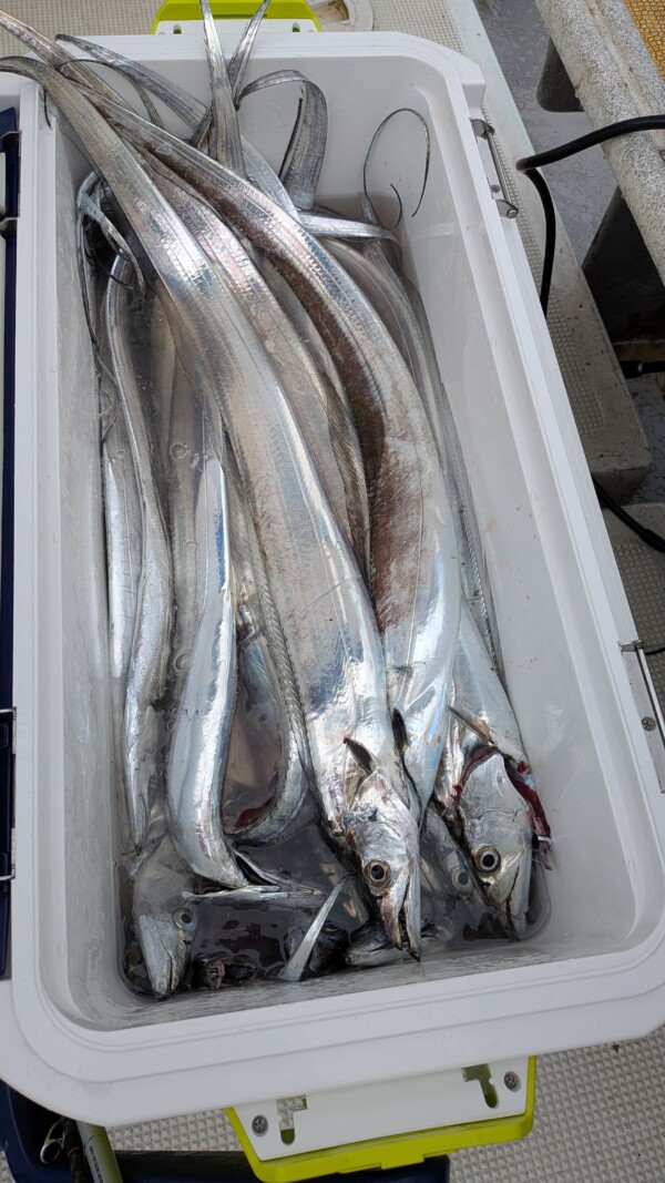 釣果写真