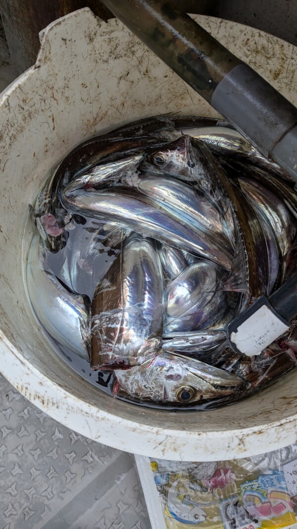 釣果写真