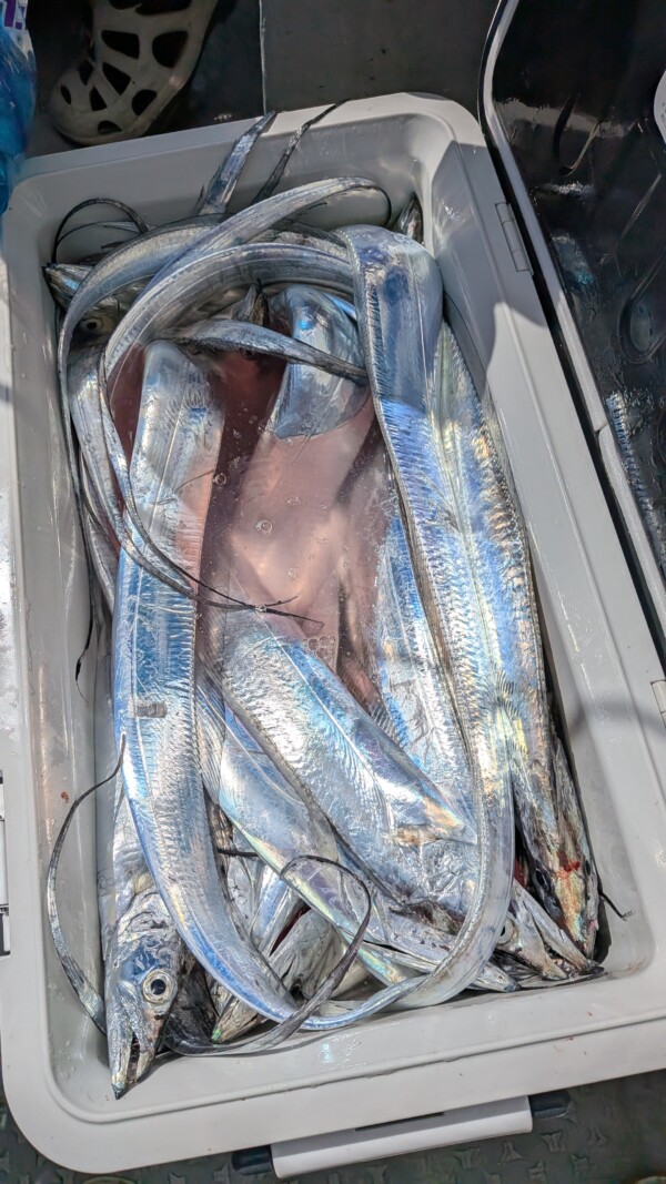釣果写真