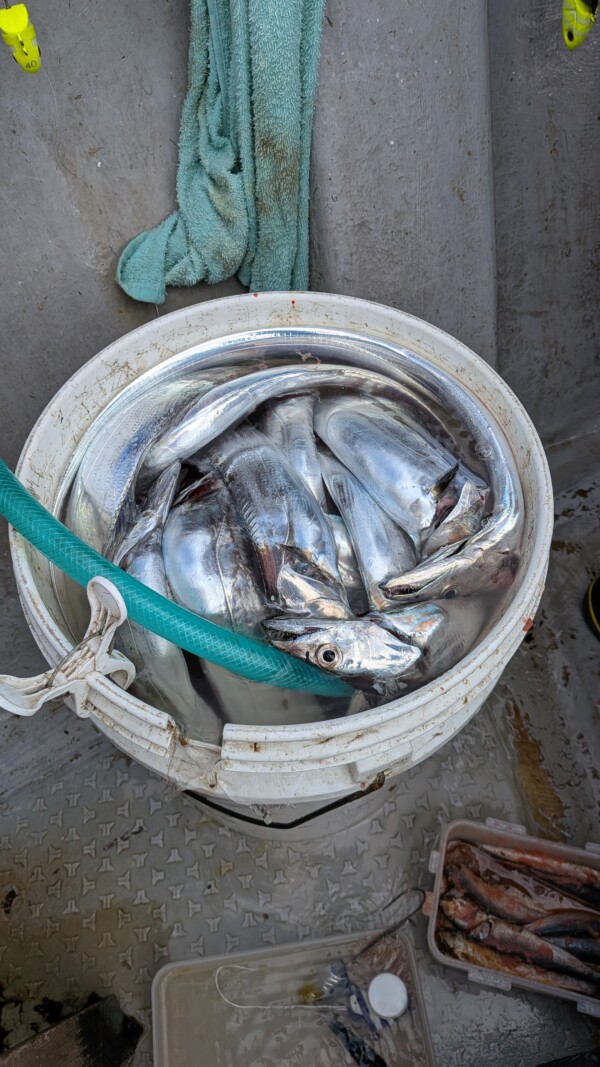 釣果写真