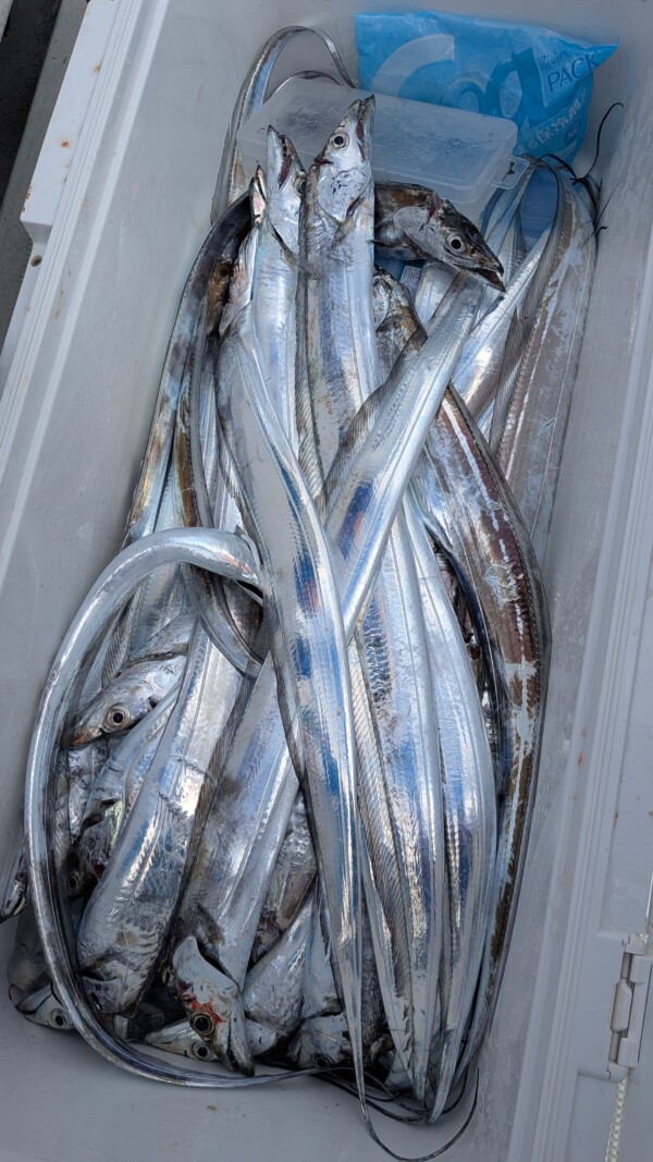 釣果写真