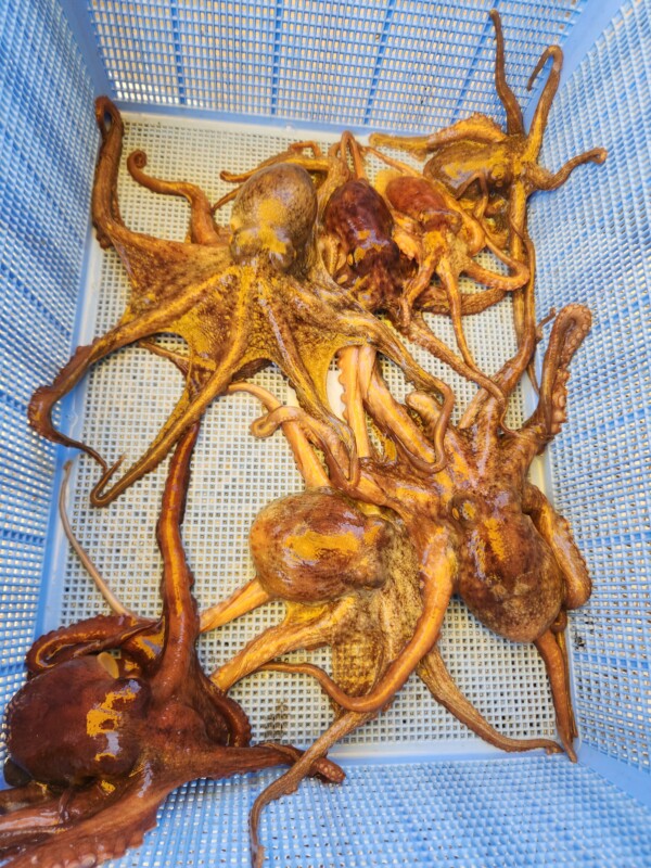 釣果写真