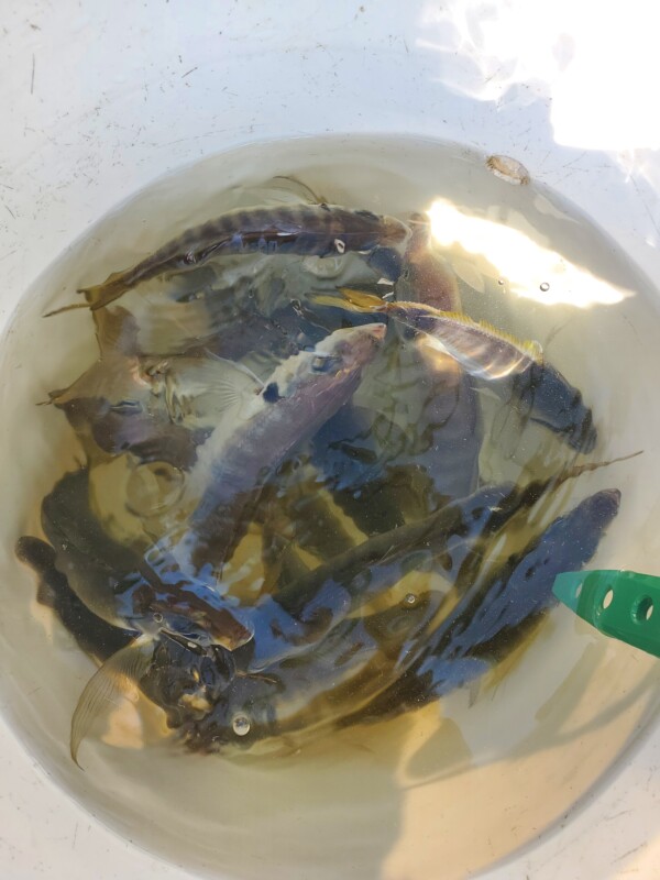 釣果写真