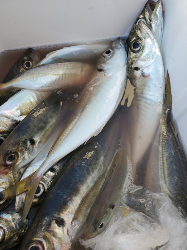 釣果写真