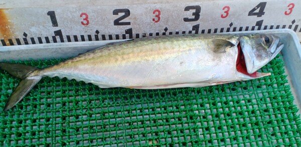 釣果写真