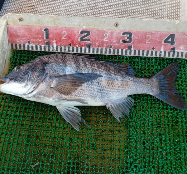 釣果写真