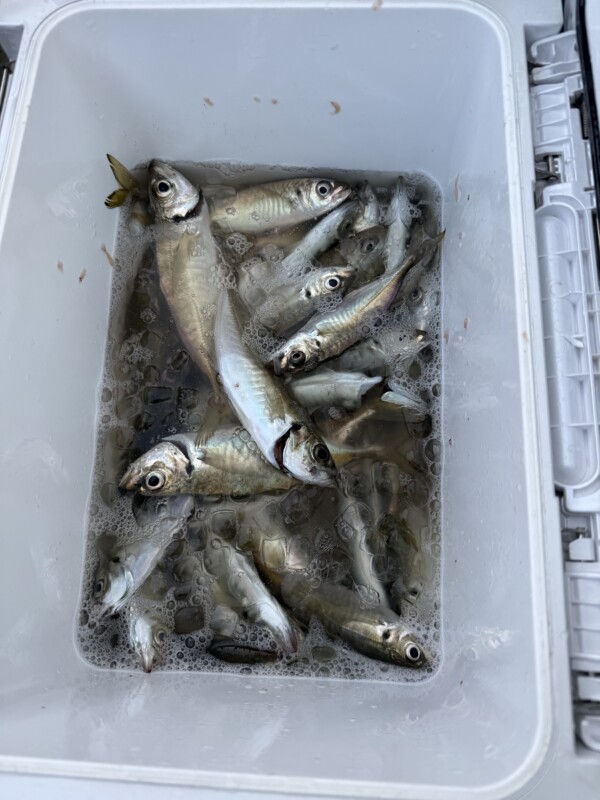釣果写真