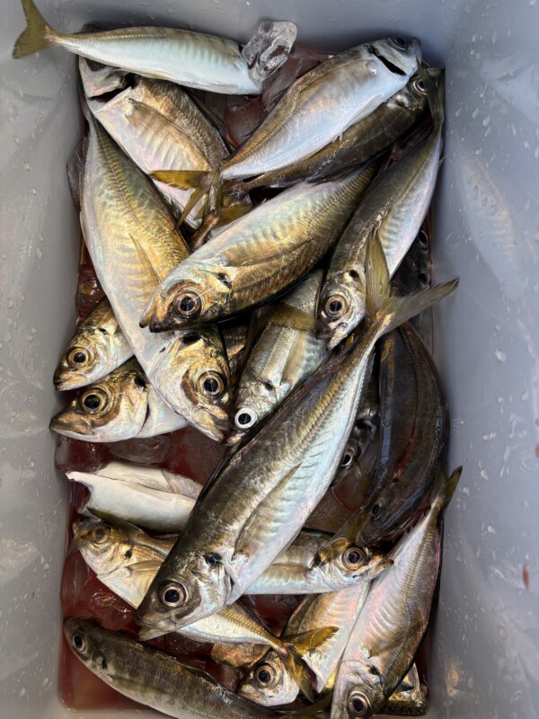 釣果写真