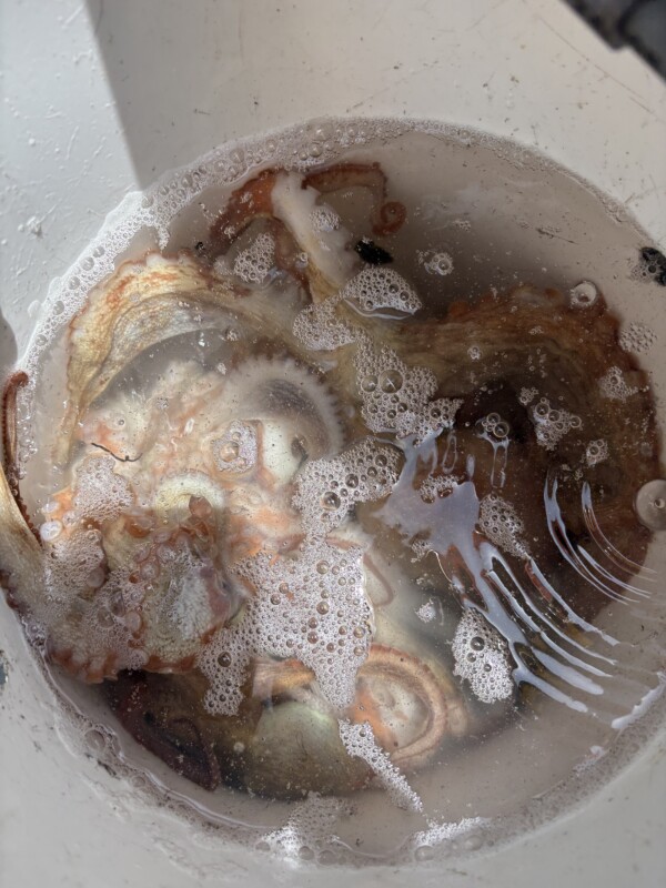 釣果写真