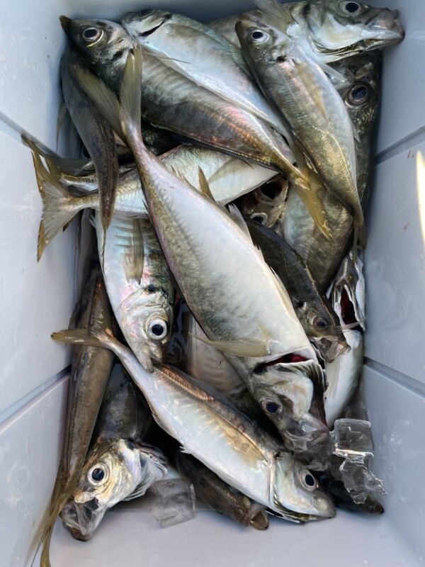 釣果写真