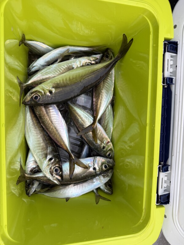 釣果写真