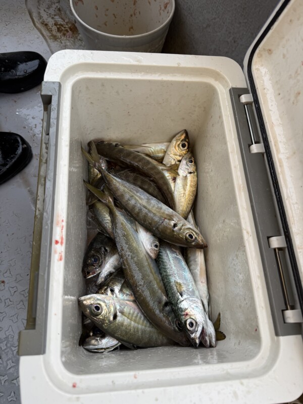 釣果写真
