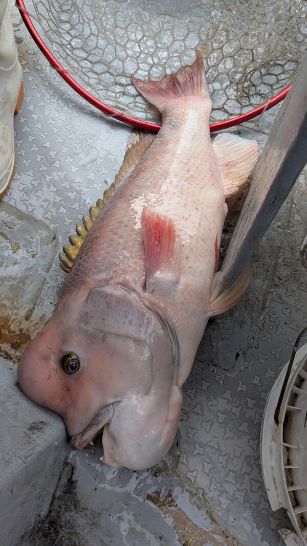釣果写真