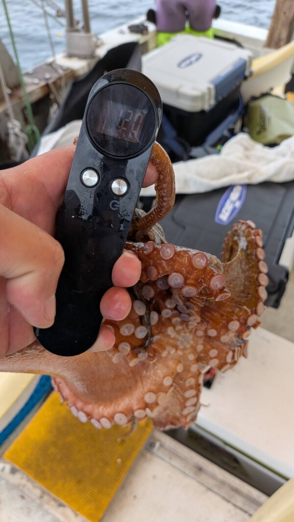 釣果写真