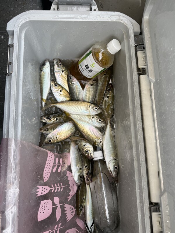 釣果写真