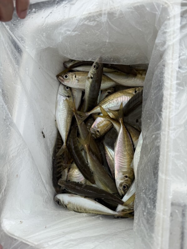 釣果写真