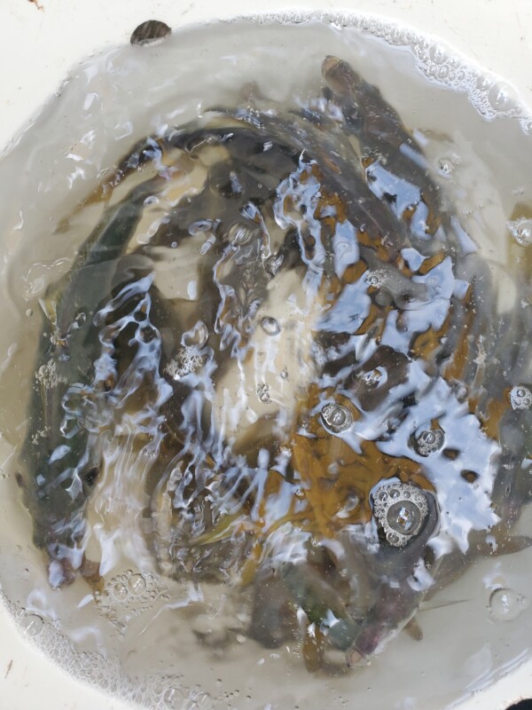 釣果写真