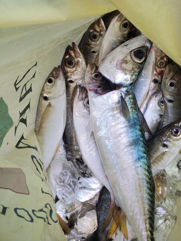 釣果写真