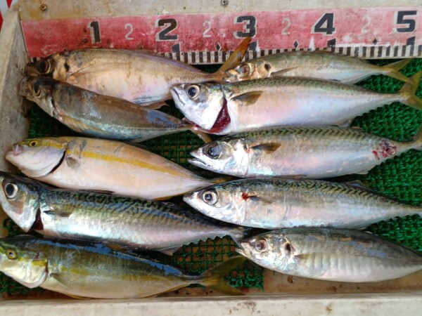釣果写真