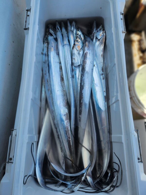 釣果写真