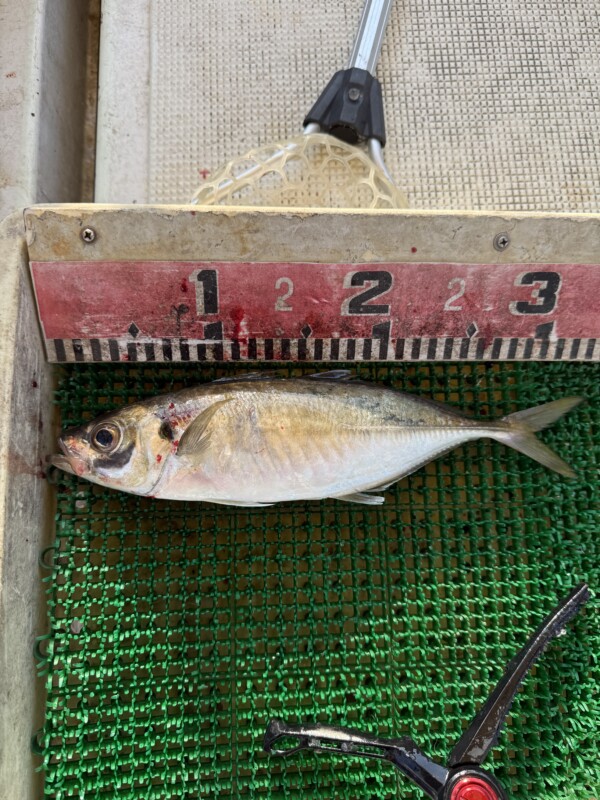 釣果写真