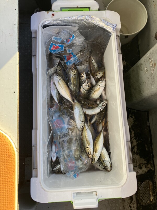 釣果写真