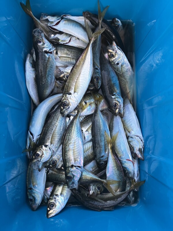 釣果写真