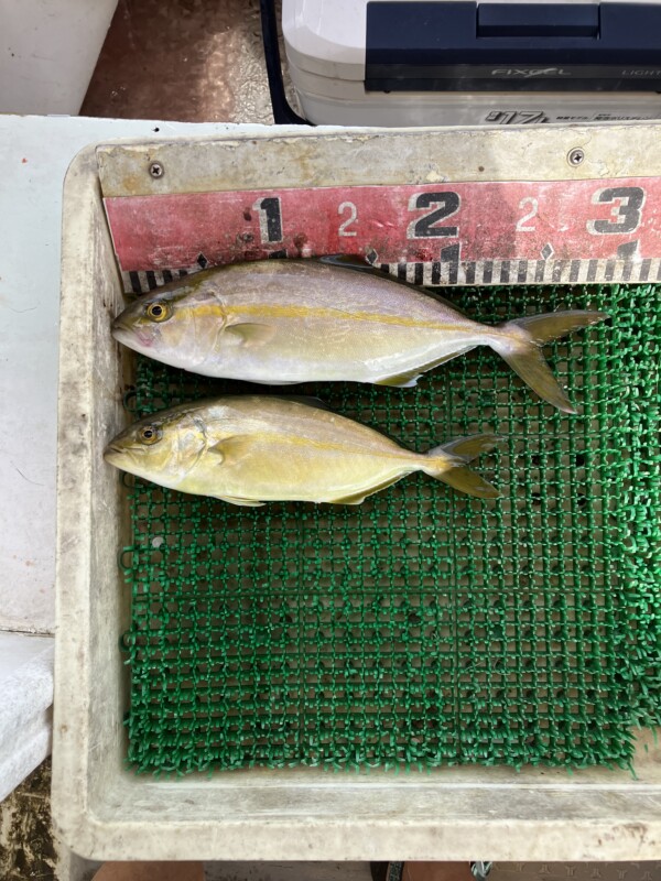 釣果写真