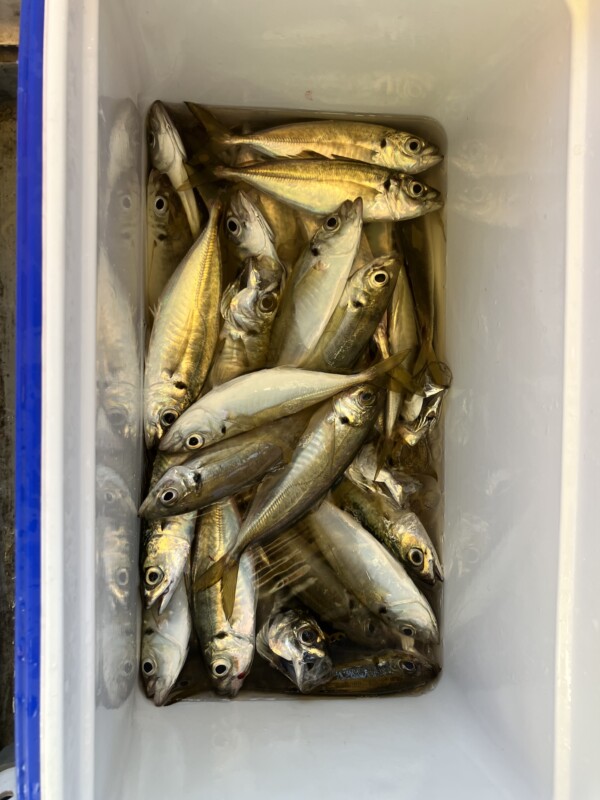釣果写真