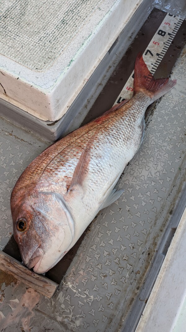 釣果写真