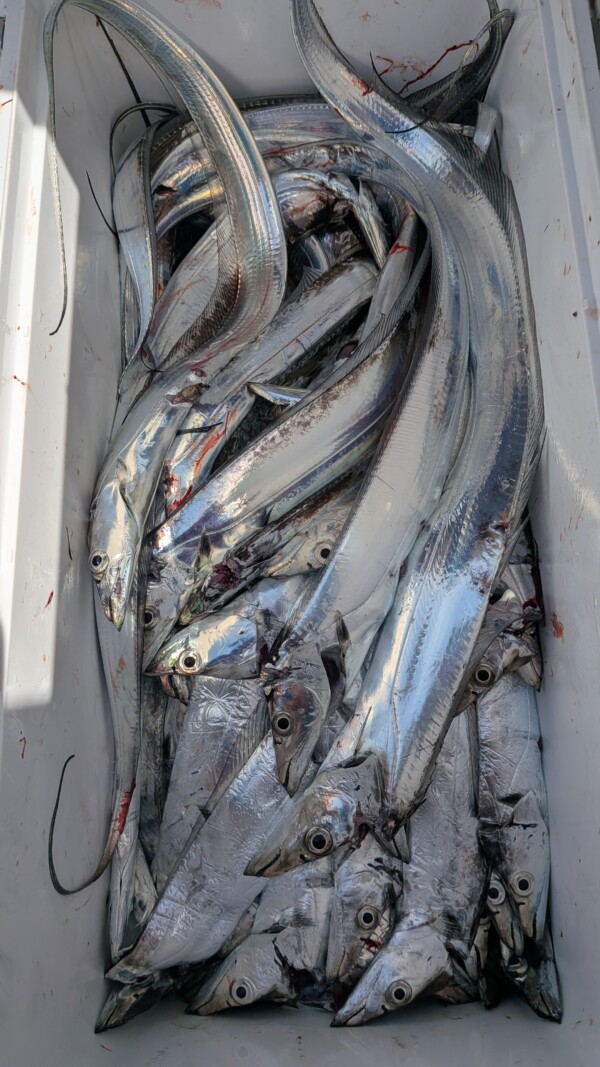釣果写真