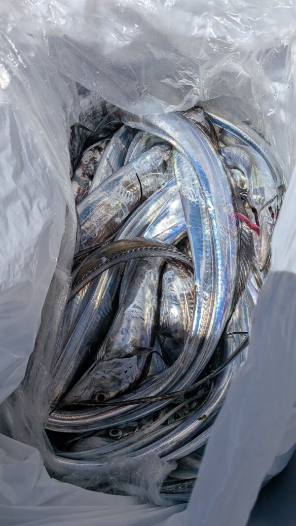釣果写真