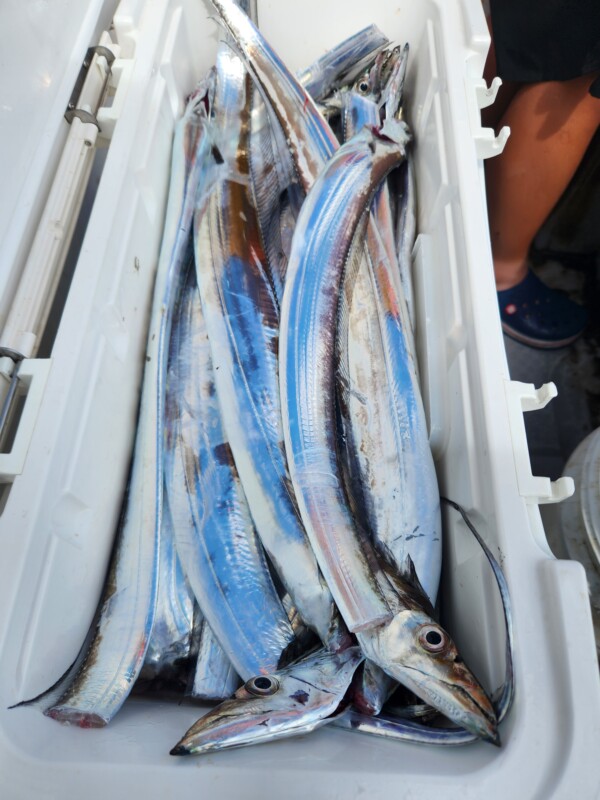 釣果写真