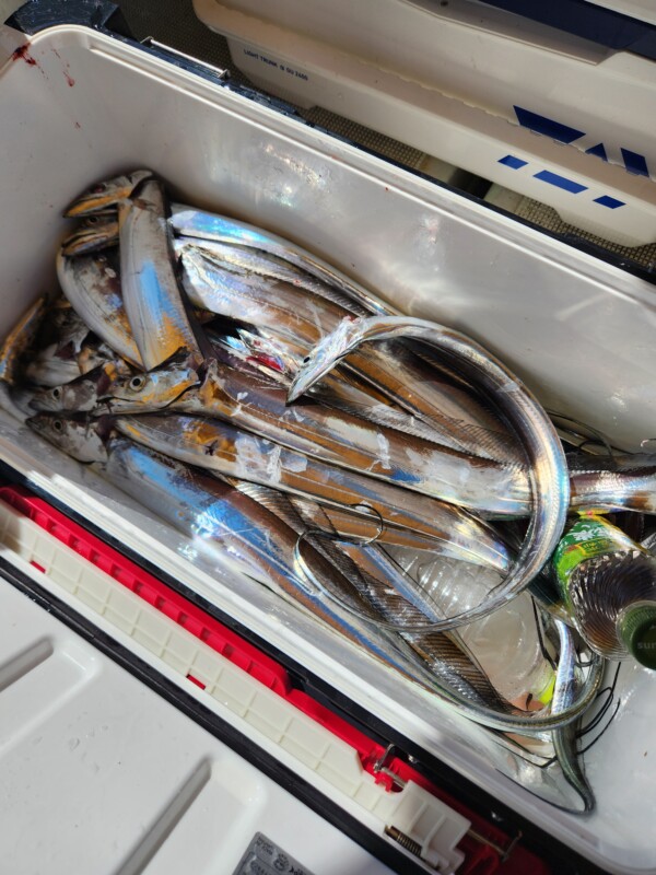 釣果写真