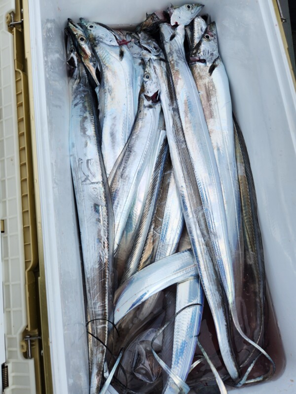 釣果写真