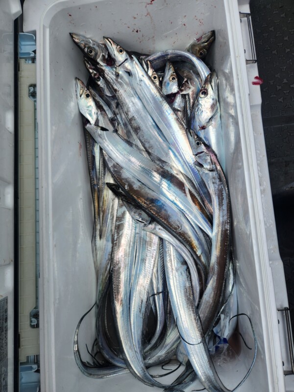 釣果写真