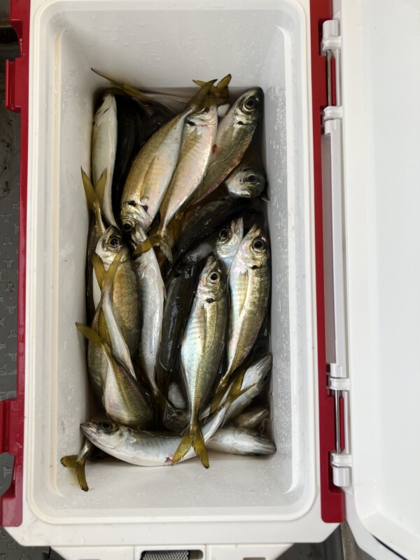 釣果写真