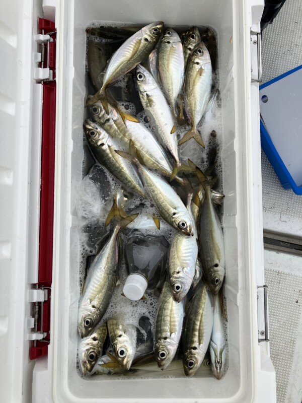 釣果写真