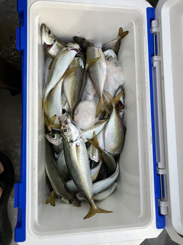 釣果写真