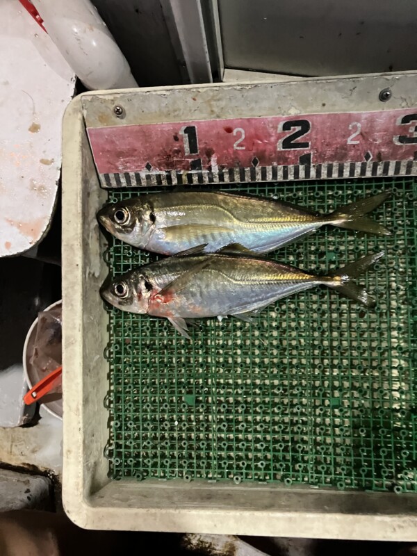 釣果写真
