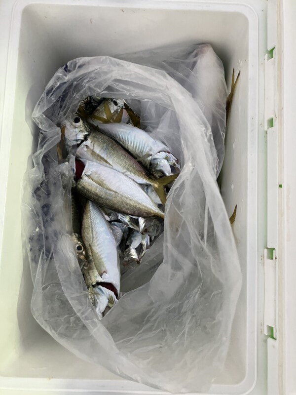 釣果写真