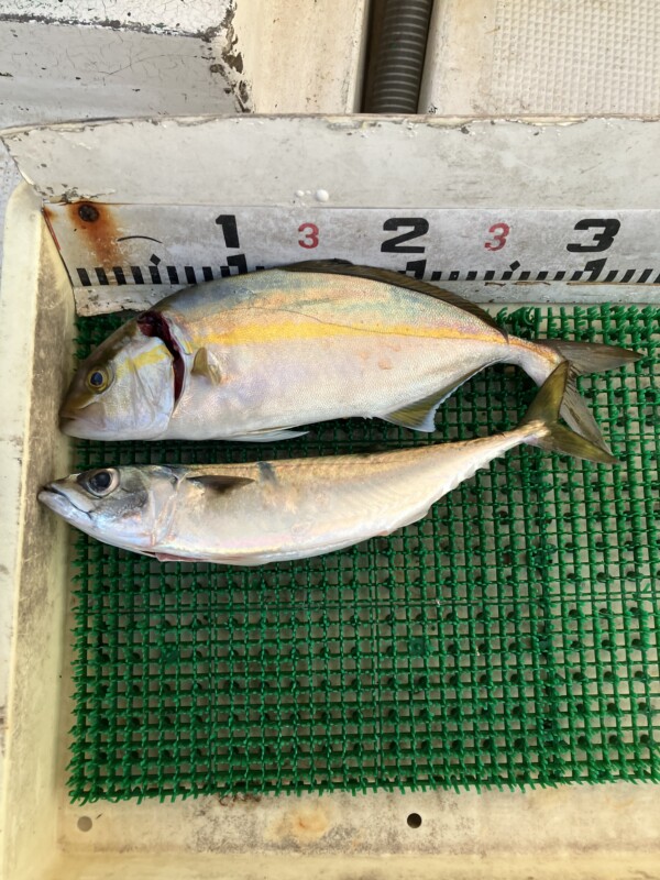釣果写真