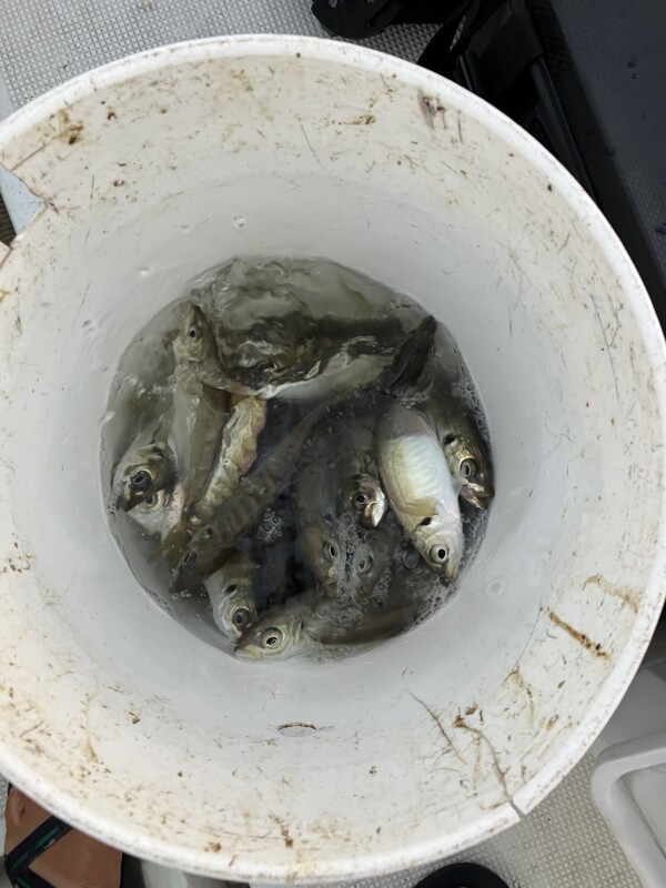 釣果写真
