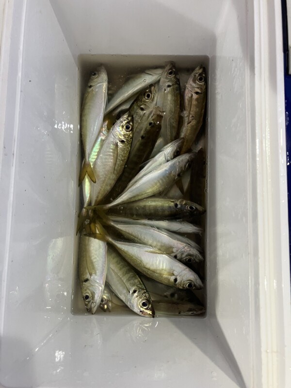 釣果写真